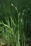 Carex panicea