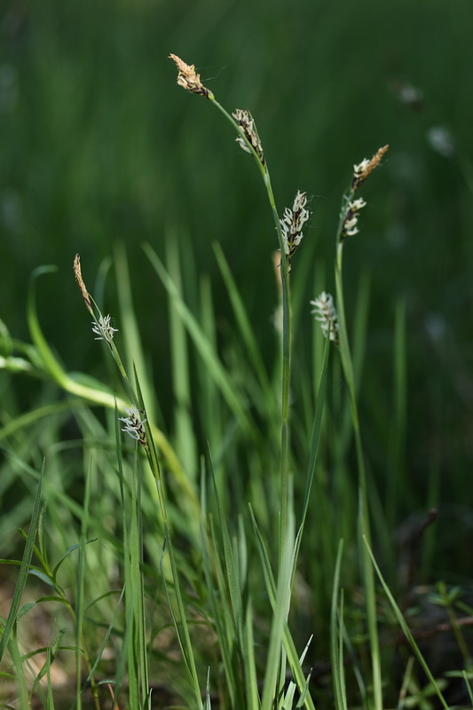 Изображение особи Carex panicea.