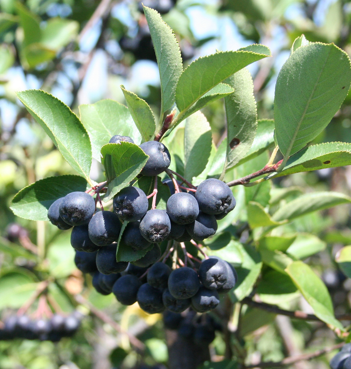 Изображение особи × Sorbaronia mitschurinii.