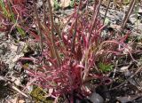 Castilleja rubra. Прикорневые листья с нижней частью прошлогодних побегов. Якутия (Саха), окр. Нерюнгри, берег р. Беркакит. 01.06.2012.