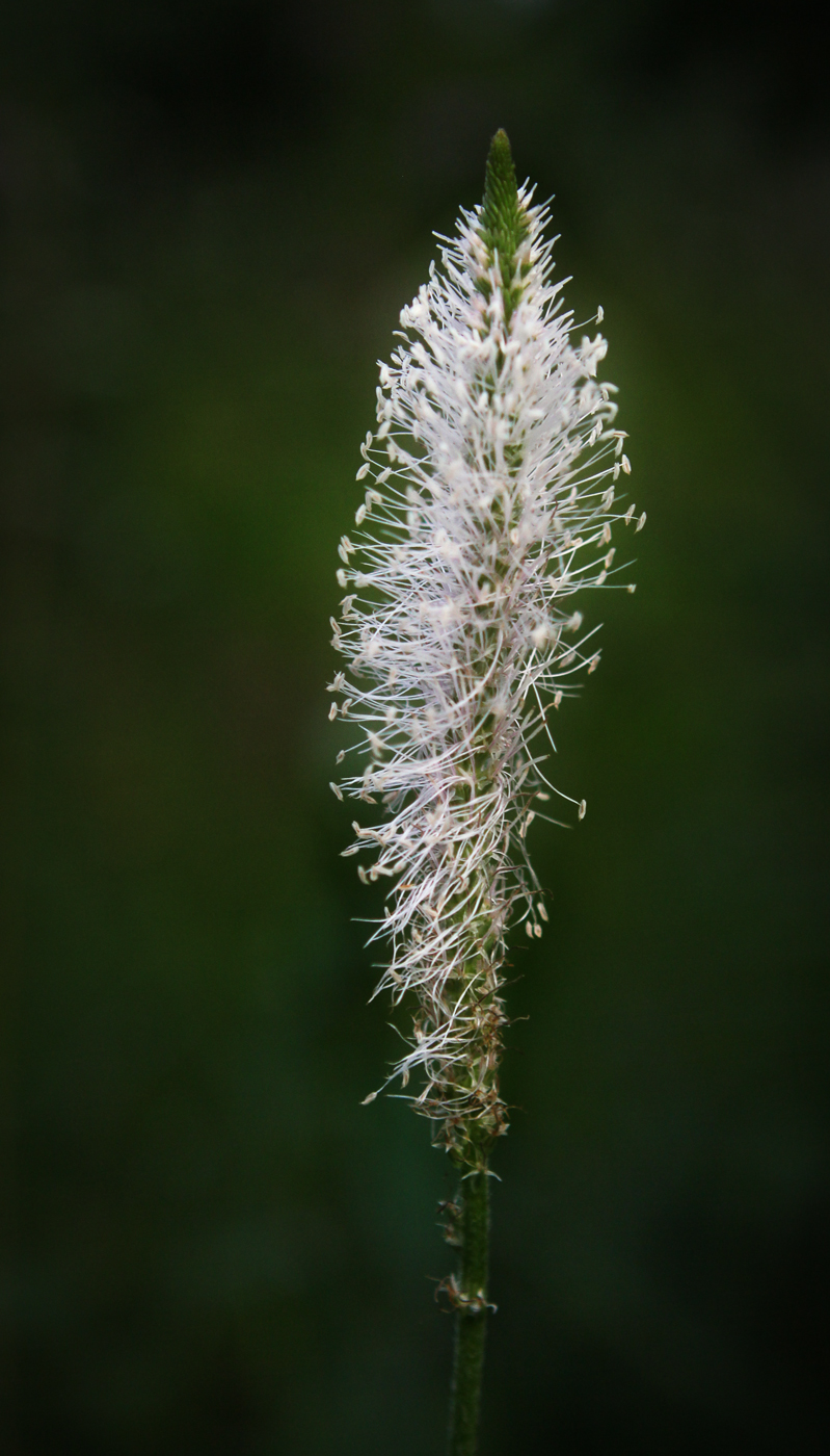 Image of Plantago media specimen.