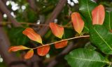 Cupaniopsis anacardioides
