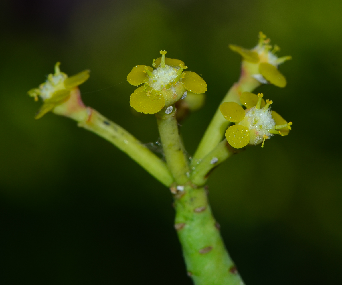 Image of Euphorbia schimperi specimen.
