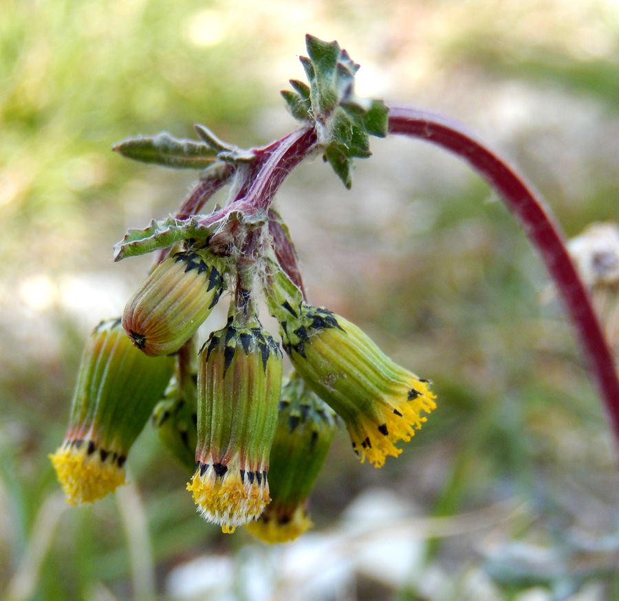 Изображение особи Senecio vulgaris.