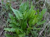 Rumex acetosa. Вегетирующее растение. Ленинградская обл., Волховский р-н, берег р. Волхов на въезде в Новую Ладогу. 19.05.2014.