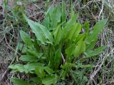 Rumex acetosa