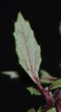Forsskaolea angustifolia. Лист (вид с обратной стороны). Испания, автономное сообщество Канарские острова, остров Фуэртэвентура, провинция Лас Пальмас, муниципалитет Ла Олива, восточные окр. пос. Эль Котильо, склон южной экспозиции, уступ склона глубокого русла. 14.03.2016.