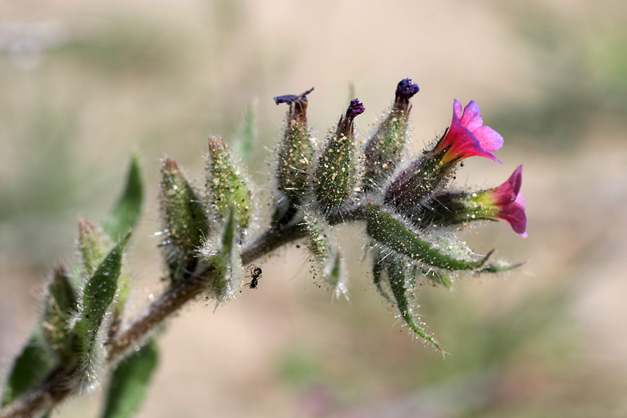 Image of Nonea caspica specimen.