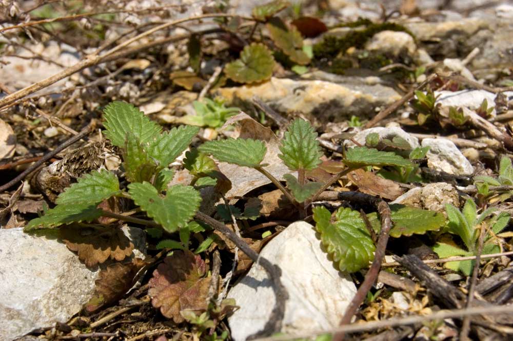 Изображение особи Dracocephalum thymiflorum.