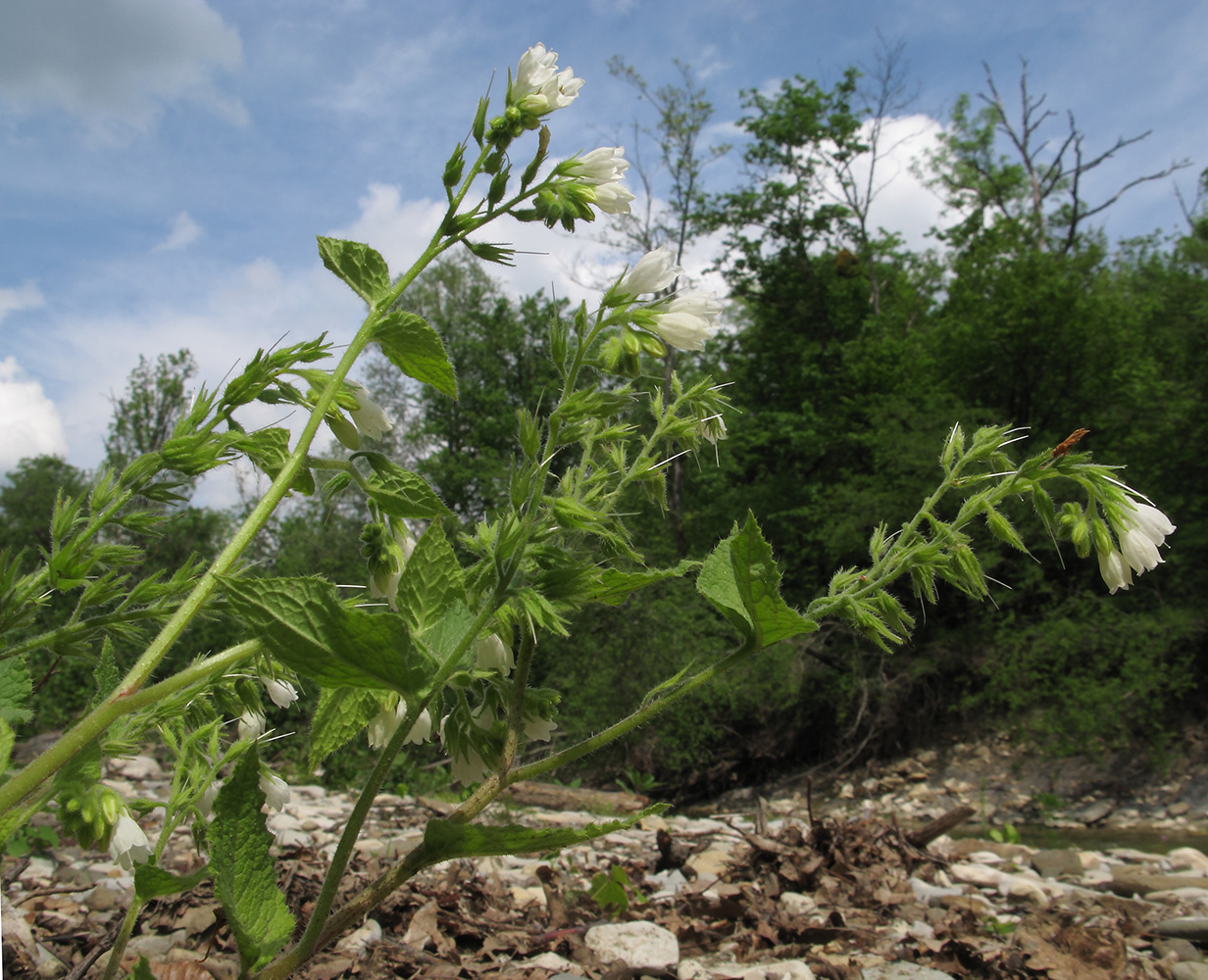 Изображение особи Symphytum tauricum.