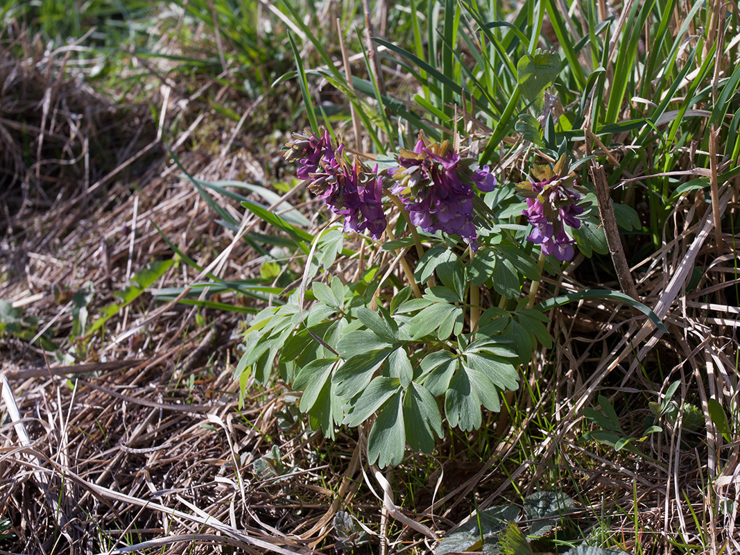 Изображение особи Corydalis solida.