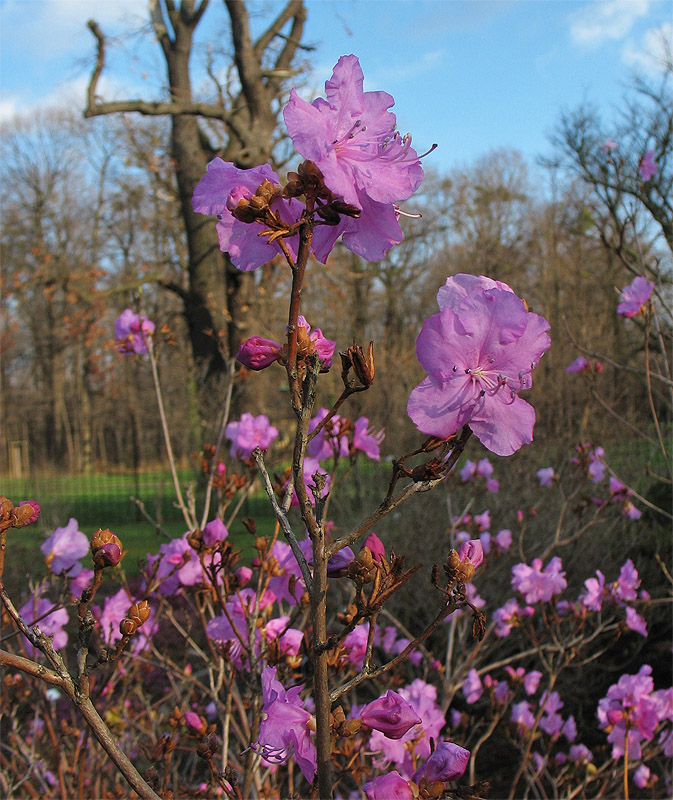 Изображение особи Rhododendron mucronulatum.