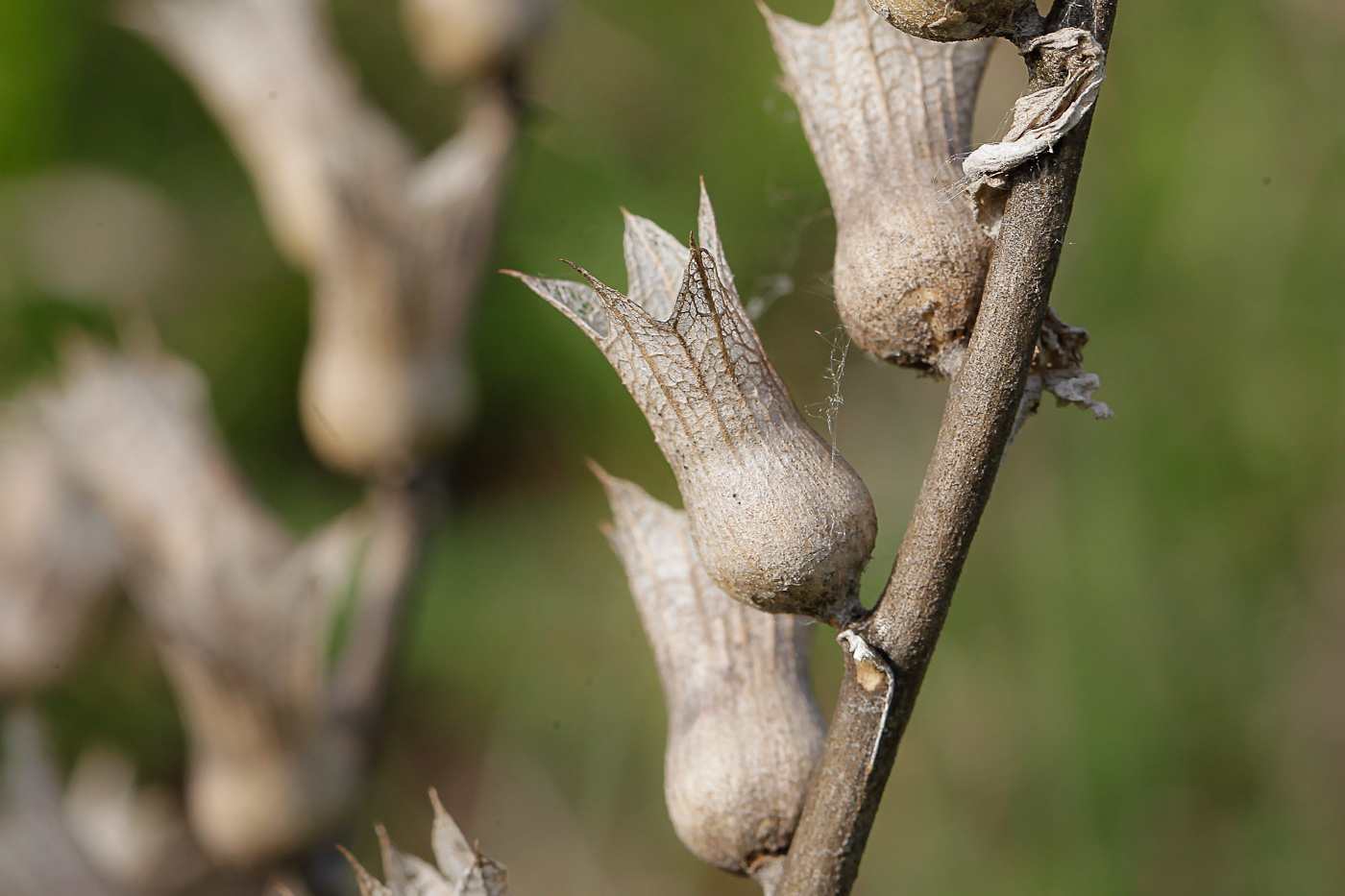 Изображение особи Hyoscyamus niger.