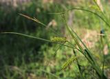 Carex vesicaria. Верхняя часть побега с соплодиями и отцветшими мужскими соцветиями. Москва, Измайловский парк, заболоченный участок на окраине леса. 25.05.2016.