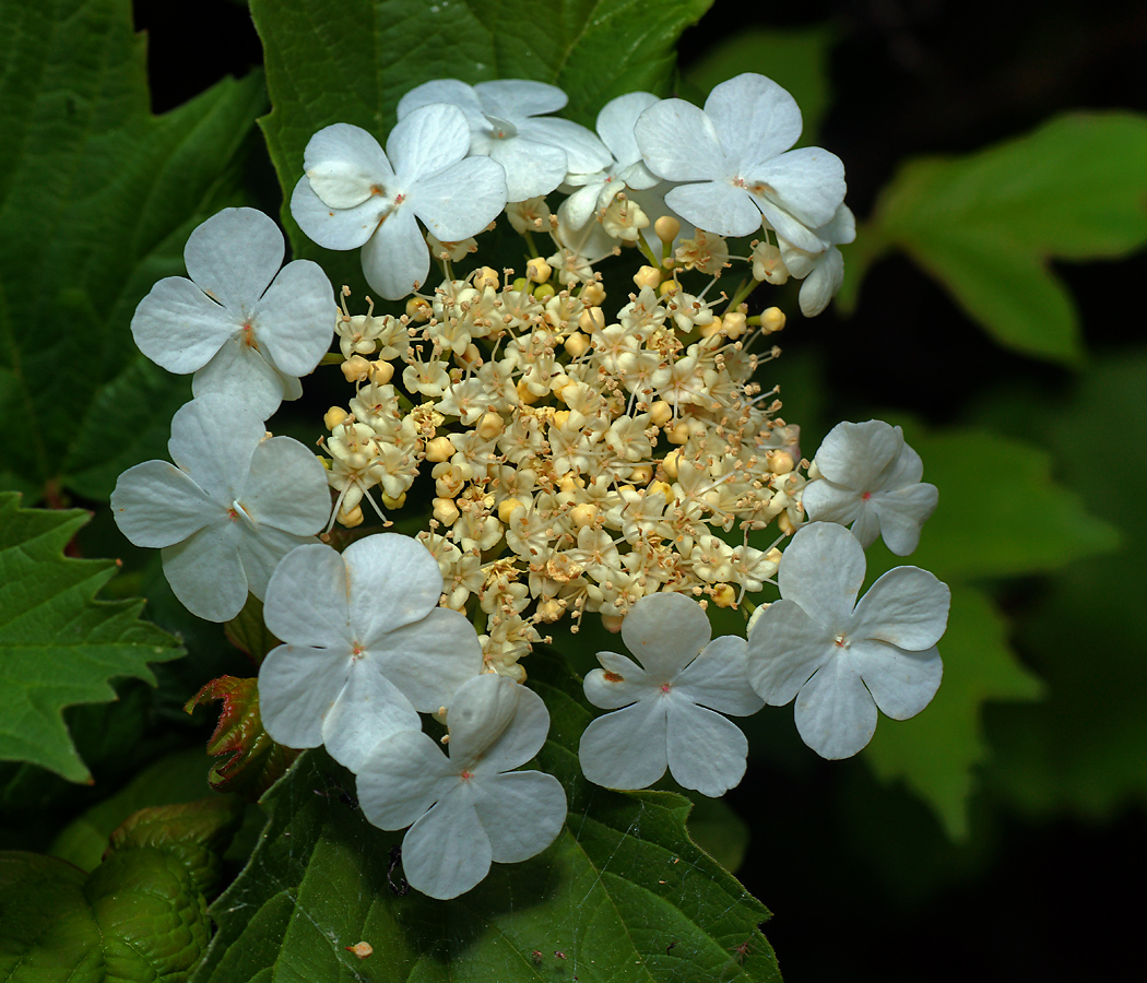 Image of Viburnum opulus specimen.
