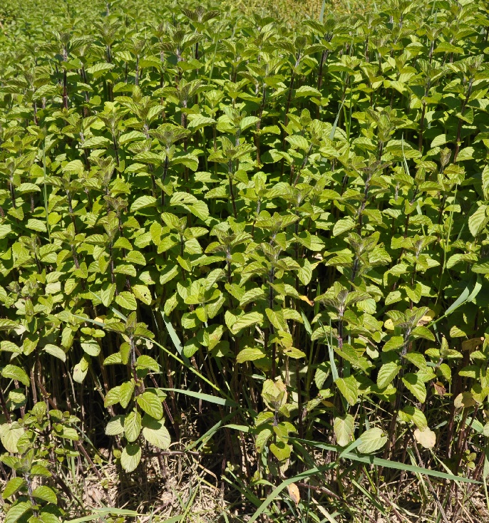 Image of Mentha aquatica specimen.