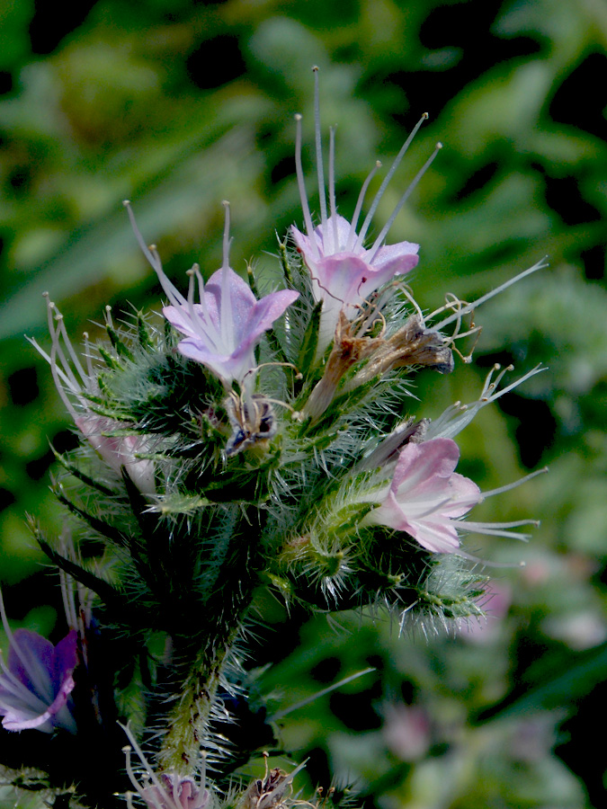Image of Echium biebersteinii specimen.