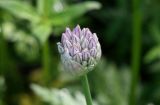Allium decipiens. Соцветие. Воронежская обл., г. Воронеж, ООПТ Памятник природы «Ботанический сад ВГУ имени Б.М. Козо-Полянского», луг. 25.05.2016.