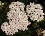 Achillea millefolium