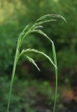 Calamagrostis phragmitoides