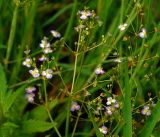 Alisma plantago-aquatica