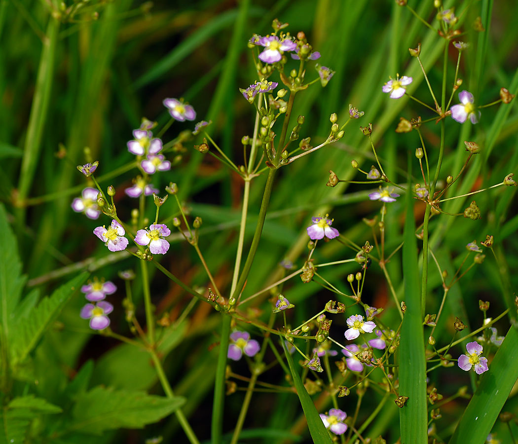 Image of Alisma plantago-aquatica specimen.