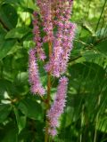 Astilbe chinensis. Часть соцветия. Приморье, окр. г. Находка, смешанный лес. 22.07.2016.