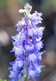 Delphinium freynii