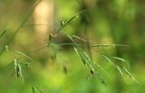 Festuca gigantea