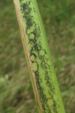 Phragmites australis. Часть побега с поражениями. Краснодарский край, Абинский р-н, окр. ст-цы Холмская, близ пересохшего водоёма. 16.08.2016.