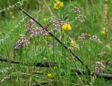 Allium rubens