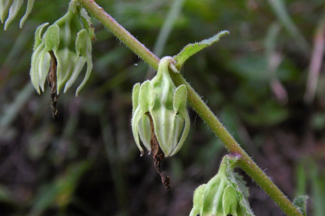 Изображение особи Campanula alliariifolia.