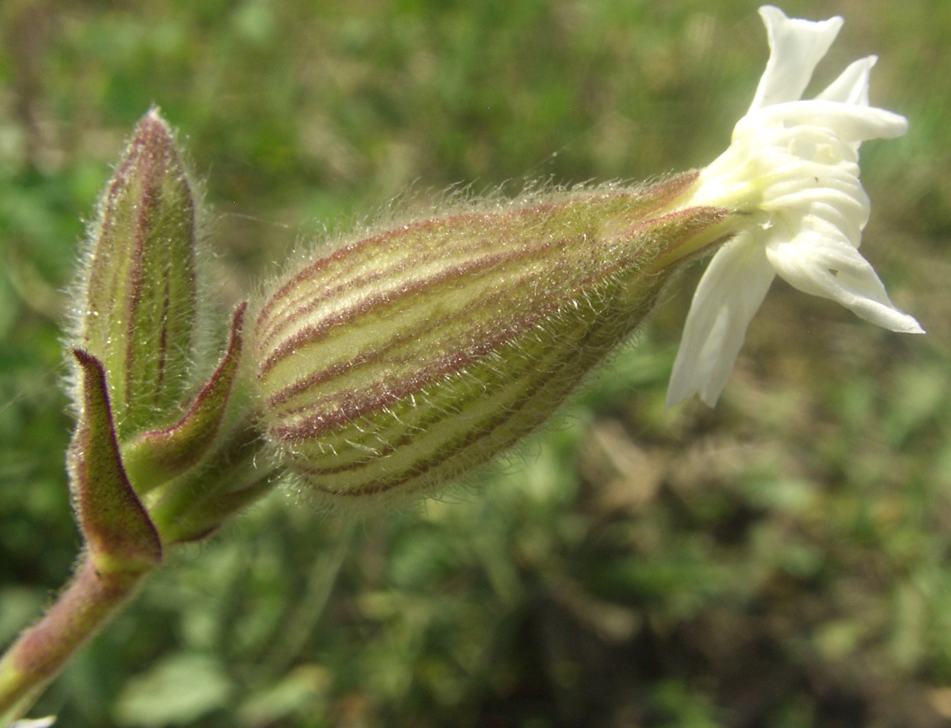 Image of Melandrium album specimen.