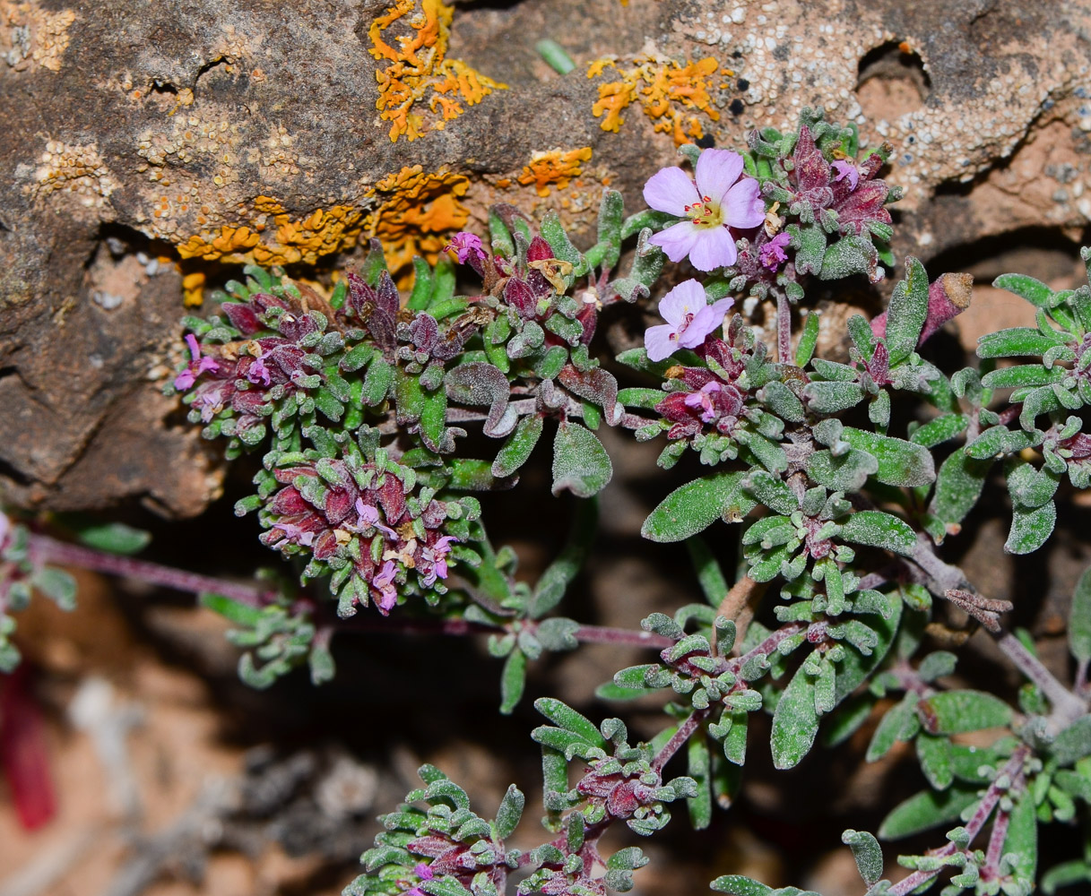 Image of genus Frankenia specimen.