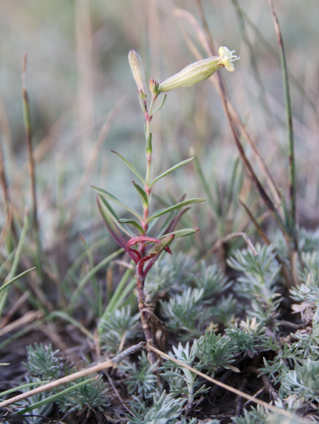 Image of Silene amoena specimen.