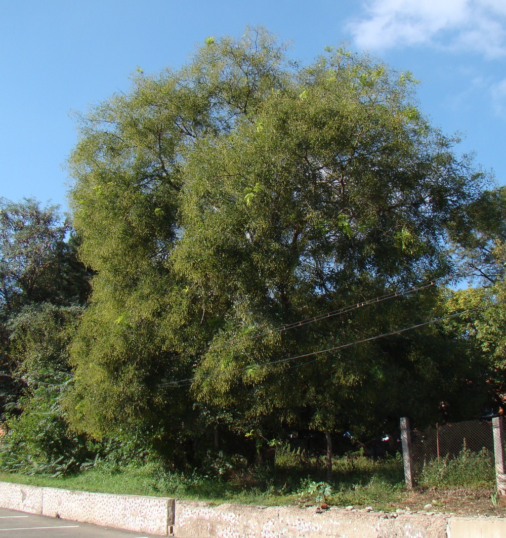 Image of Styphnolobium japonicum specimen.