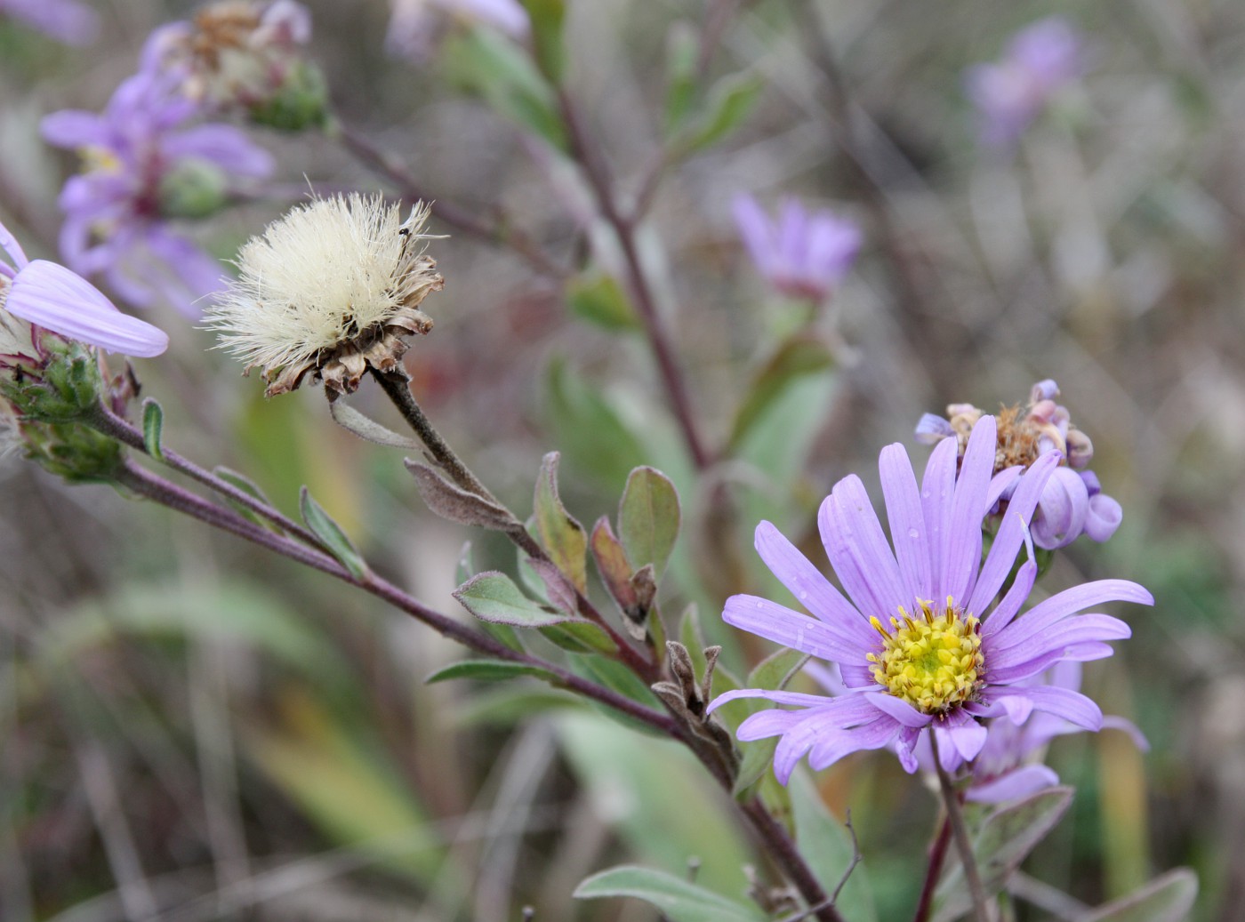 Изображение особи Aster bessarabicus.