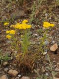 Achillea arabica. Цветущее растение. Казахстан, Тянь-Шань, хр. Таласский, предгорная равнина, сложенная древними речными наносами, кромка каньона Коксай, нарушенный временными водотоками участок в степном сообществе. 16.06.2016.