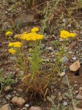 Achillea arabica