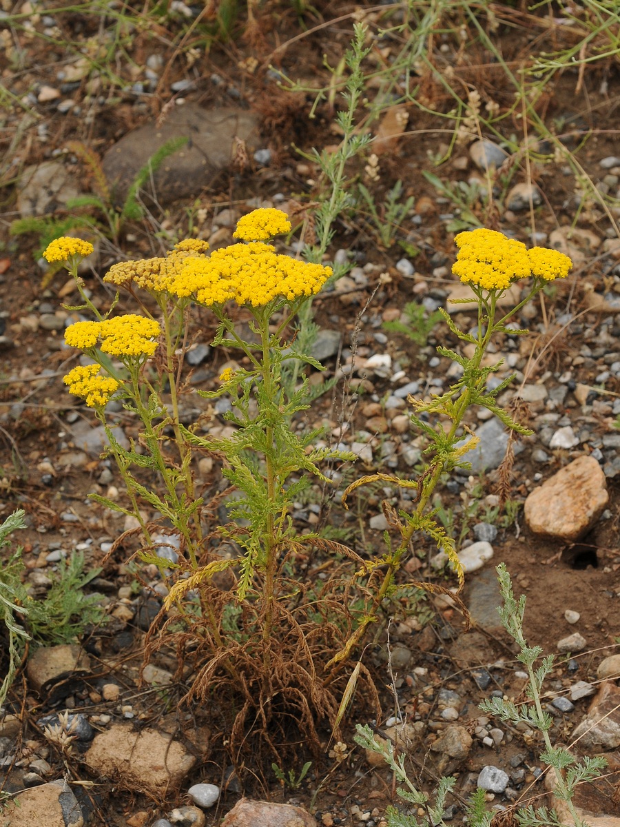 Изображение особи Achillea arabica.