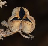 Image of taxon representative. Author is Татьяна Мальчинская