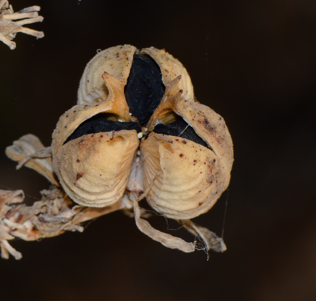 Image of Hesperaloe parviflora specimen.