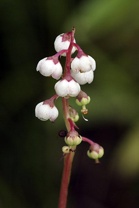 Изображение особи Pyrola minor.