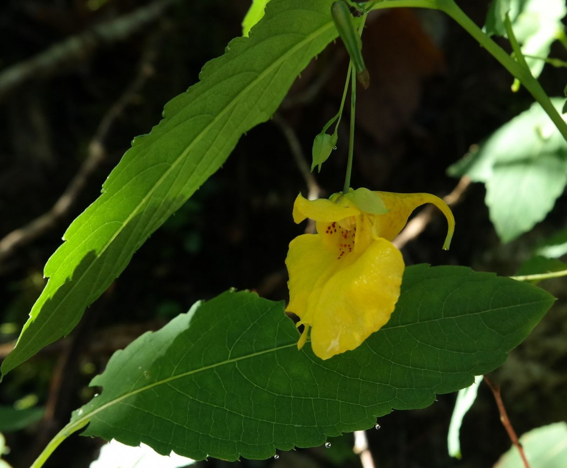 Image of Impatiens noli-tangere specimen.