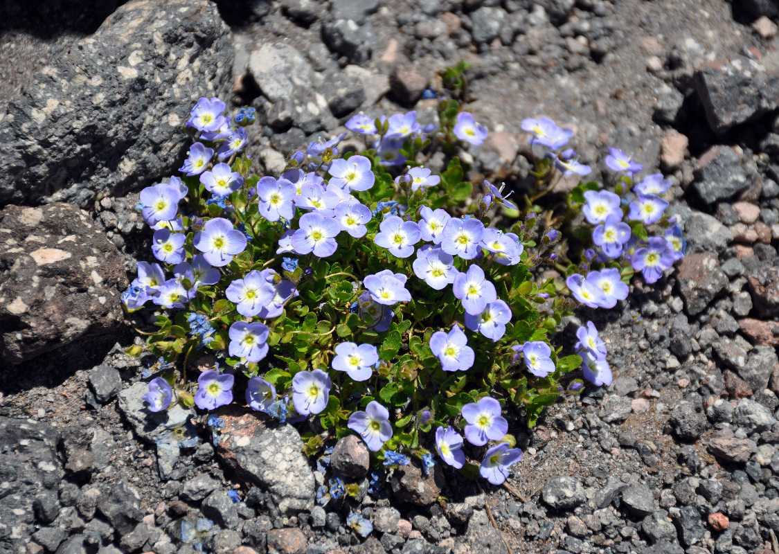 Image of Veronica minuta specimen.