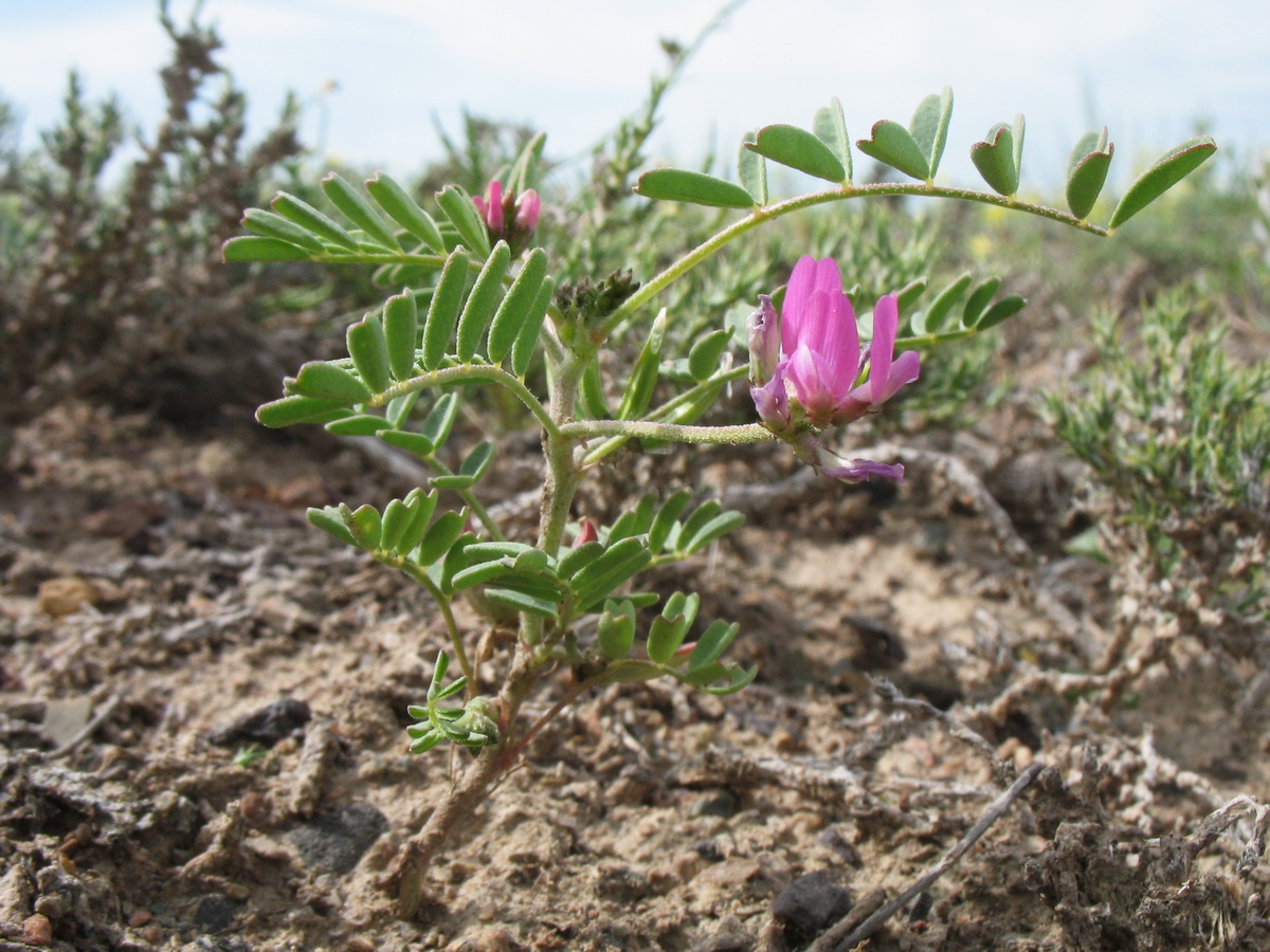Image of Astragalus psiloglottis specimen.