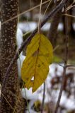 Frangula alnus