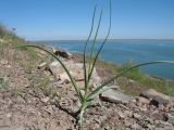 Allium turkestanicum. Бутонизирующее растение. Казахстан, Жамбылская обл., Таласский р-н, сев. берег оз. Акколь, сланцевая россыпь. 16 апреля 2016 г.