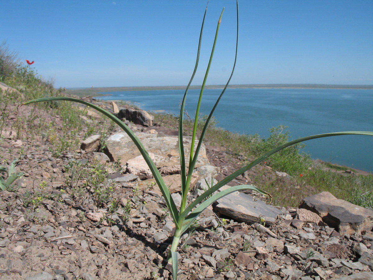 Image of Allium turkestanicum specimen.