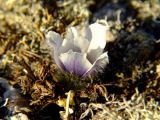 Pulsatilla magadanensis. Цветок. Магаданская обл., окр. Магадана, мелкощебнистая сопка. Середина мая.